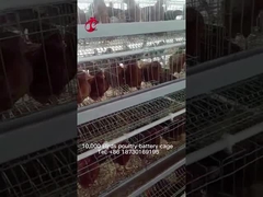 ระบบกรงแบตเตอรี่สัตว์ปีกระดับพรีเมียมและดีลักซ์ของคลังสินค้าไนจีเรียสำหรับไก่ไข่แซนดี้