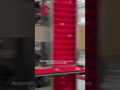 การเก็บไข่อัตโนมัติกรงไก่ประเภท A สำหรับฟาร์มสัตว์ปีก Rose