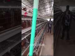 กรงแบตเตอรี่ไก่ A หรือ H ประเภท 3 หรือ 4 ชั้นสำหรับฟาร์มไก่สัตว์ปีก Doris