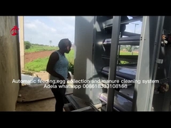 กรงแบตเตอรี่ไก่แบบเลเยอร์อัตโนมัติเต็มรูปแบบสำหรับฟาร์มขนาดใหญ่ Adela