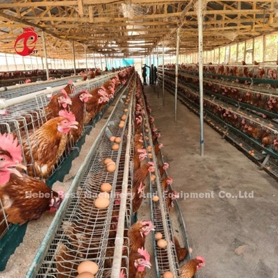 3 Tier หรือ 4 Tier Poultry Battery Cage System สำหรับ Layers Iris