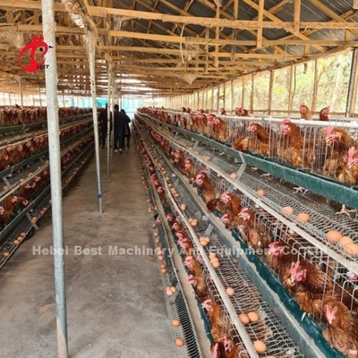 3 Tier หรือ 4 Tier Poultry Battery Cage System สำหรับ Layers Iris