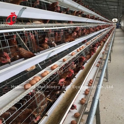 4 Tiers A Type Layer Cage System ดื่มและให้อาหารอัตโนมัติ Adela