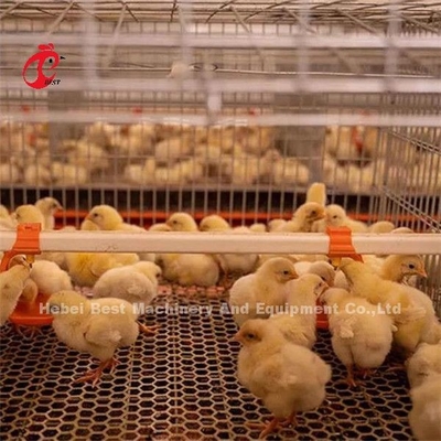 ไฮท็อป ไก่ปลูก ไก่กรง ไก่ไก่ Ada