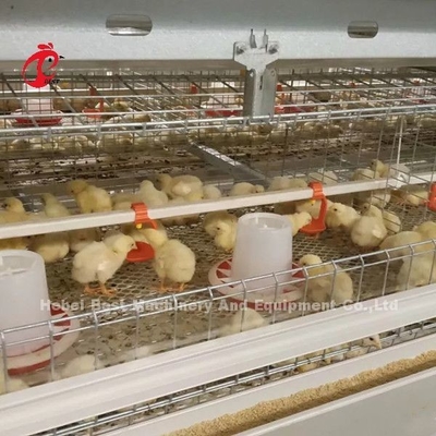 96 Birds A Type 1-12 Weeks Chick Brooder Cage ในฟาร์มไก่ Doris