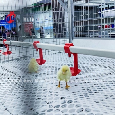 96 Birds A Type 1-12 Weeks Chick Brooder Cage ในฟาร์มไก่ Doris
