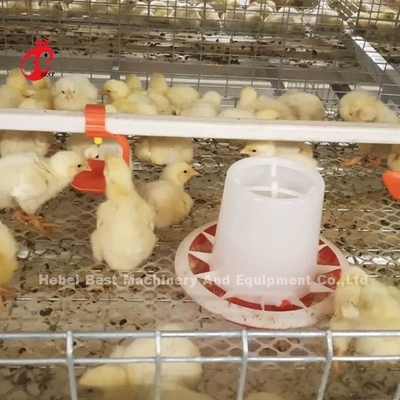 A/H ประเภท Pullet ไก่กรง ลูกไก่กรงกรง Mia
