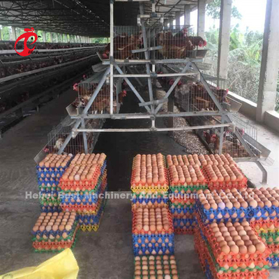 ระบบกรงแบตเตอรี่กึ่งอัตโนมัติ 3.5 มม. อุปกรณ์การเลี้ยงสัตว์ปีกAda