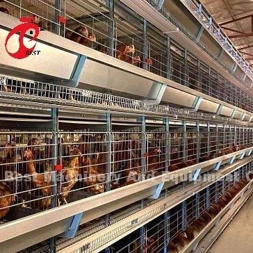 A หรือ H ประเภท อุปกรณ์กรงไก่อัตโนมัติ ของการให้อาหาร Hopper ระบบเก็บไข่สําหรับ 35,000 นก Doris