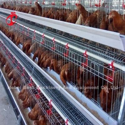 450cm2 แบบ H ระบบกรงไก่แบตเตอรี่อัตโนมัติ