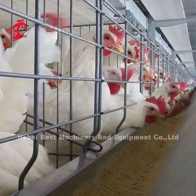 ระบบกรงแบตเตอรี่ไก่เนื้อให้อาหารอัตโนมัติสำหรับการทำฟาร์มประหยัดพื้นที่ Emily