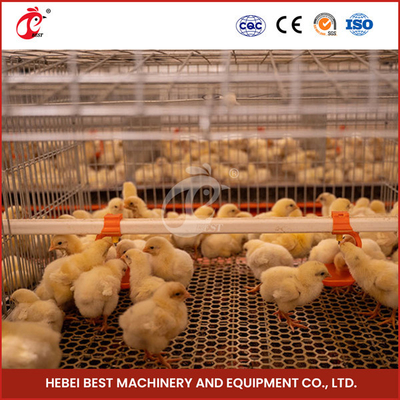 20กล่องไก่แบบอัตโนมัติ สําหรับฟาร์มไก่
