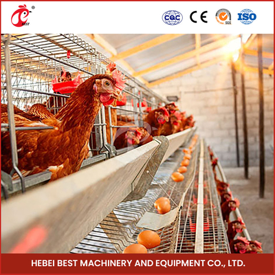 96 Birds Automatic Chicken Cage Equipment Battery Egg Layer Cage For Laying Hiddles In Nigeria Iris