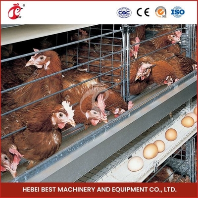 380V 5 ชั้น อัตโนมัติ ไก่ชั้นอุปกรณ์กรงสําหรับการวางไข่ Ada
