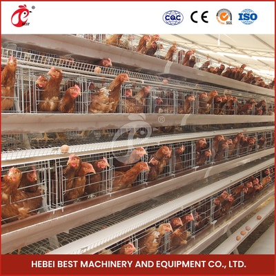 25 ปี 90-200 ไก่ระบบให้อาหารไก่อัตโนมัติพร้อมม่านตาดื่มอัตโนมัติ
