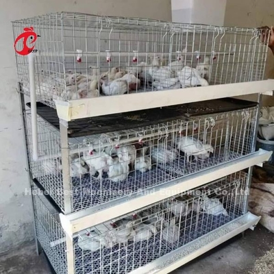 ไก่ไก่ชนิด A และ H แบตเตอรี่ กรงไก่สําหรับ 45 วัน ไก่ไก่ Emily