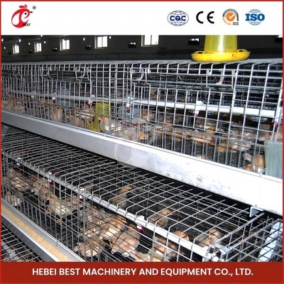 ไก่ฟาร์ม แบตเตอรี่ หมูน้อย หมูหนอนขัง สําหรับขาย Ada