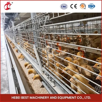 2 ประตู ทนทาน Chick Brooder กรง ระบบอาหารอัตโนมัติ Emily
