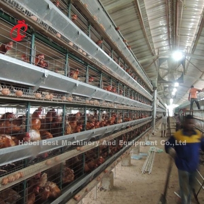 ระดับ 5 ระบบกรงเลี้ยงไก่ที่มีเครื่องเก็บไข่อัตโนมัติ