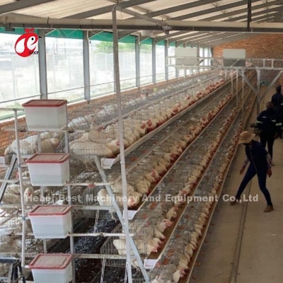 8 ชั้น ไก่ไก่เหล็กสําหรับการวางไข่ Iris