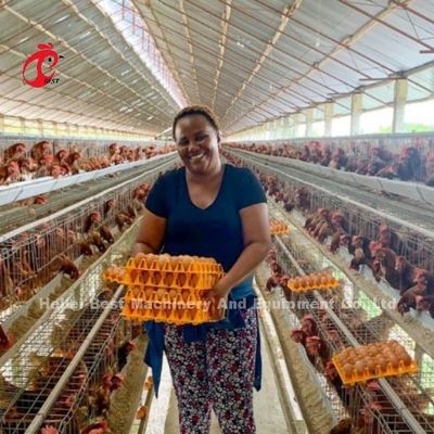 ระดับ 5 ระบบกรงเลี้ยงไก่ที่มีเครื่องเก็บไข่อัตโนมัติ