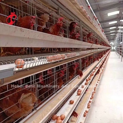 การออกแบบใหม่ ระบบกรงไก่อัตโนมัติชนิด H 96-200 นก ความจุสําหรับการเลี้ยงไก่