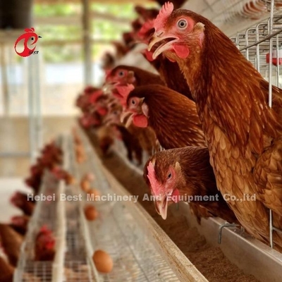 ระบบกรงเลี้ยงไก่ชนชั้นอัตโนมัติ ไก่ไก่ชนชั้นอัตโนมัติ พร้อมอุปกรณ์ดื่มและอาหาร