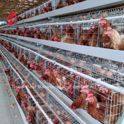 ระบบกรงเลี้ยงไก่ชั้น 3 ด้วยสายกรง 2.8-3.5 มิลลิเมตร - ง่ายในการติดตั้ง Mia