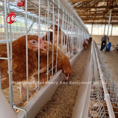 กรงไก่ชนิด A ที่ดีที่สุด 500 นกสำหรับการเลี้ยงสัตว์ปีกแบบหลายชั้น กรงไก่ Sandy