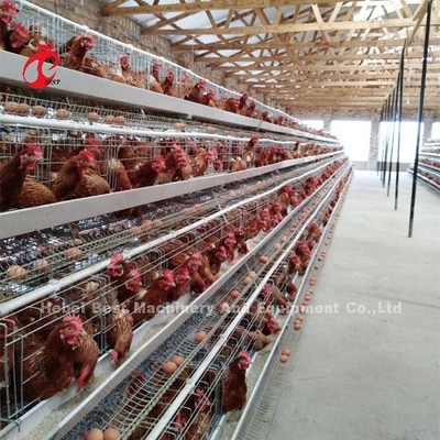 โครงการอาชีพชั้นแบตเตอรี่กรงติดตั้งในไนจีเรีย อัตโนมัติกรงไก่ Doris