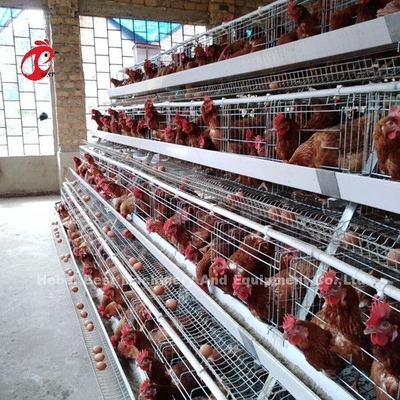 ชนิดกรงสัตว์ปีกแบตเตอรี่ 120 นกไก่วางไข่กรงแอฟริกา Doris