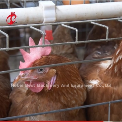 จีนนำเข้ากรงแบตเตอรี่ไก่เคลือบ ISO9001, ระบบกรงไก่ชั้น 4 ประตู Sandy
