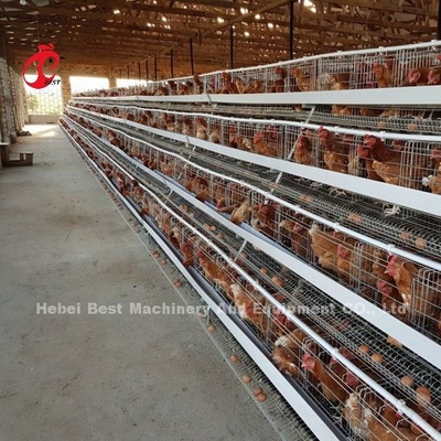 ที่นิยมมากที่สุด ไก่ชนิด A ชั้น แบตเตอรี่กรง สําหรับขายในอุกานด้า 20000 นก ดาว