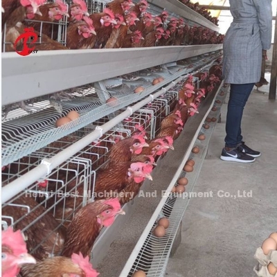 แบตเตอรี่อัตโนมัติ H ประเภทไก่กรง ระบบขายร้อน 240Birds Rose