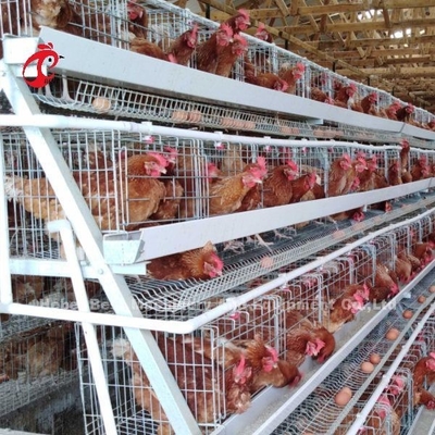 ระบบกรงแบตเตอรี่ชั้นอัตโนมัติ กรงไก่ชั้นเชิงพาณิชย์ 3 ชั้นขายร้อน Rose