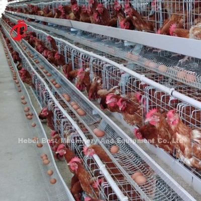 กรงแบตเตอรี่ไก่ชั้นความแข็งสูง 4 ชั้นลวดโลหะพร้อมถังเก็บน้ำ Rose