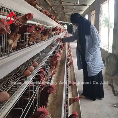 คู่มือ A Frame ชั้น Battery Cage System กึ่งอัตโนมัติ Emily