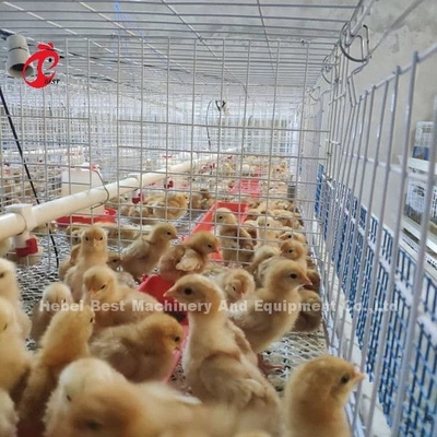 Q235 ระบบกรงเลี้ยงสัตว์ปีก Baby Chicks Brooder Steel Wire Emily