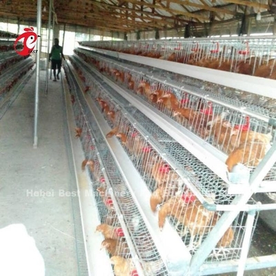 10000 ชั้นs Chicken ชั้น Battery Cage กึ่งอัตโนมัติประหยัดพื้นที่ Adela