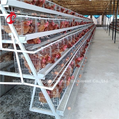 2.8 มิลลิเมตร-3.5 มิลลิเมตร กรง กว้างสาย ไก่ไก่ ระบบกรง ประหยัดแรงงาน เพิ่มกําไร Iris