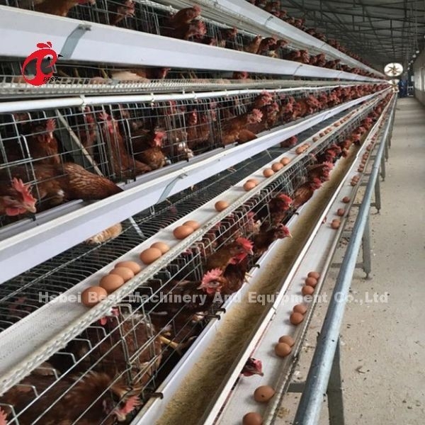 4 Tiers A Type Layer Cage System ดื่มและให้อาหารอัตโนมัติ Adela