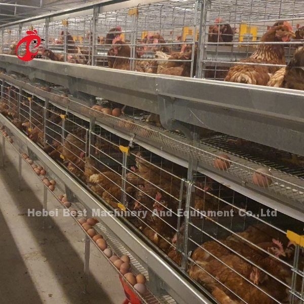 Automatic Layer Egg Collection กรงไก่แบบ A สำหรับฟาร์มสัตว์ปีก Rose