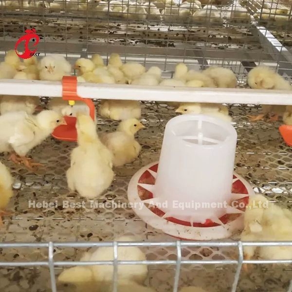 แบบไก่ไก่ไก่ไก่ไก่และฟาร์มบ้านไก่ โครงสร้างออกแบบ Mia
