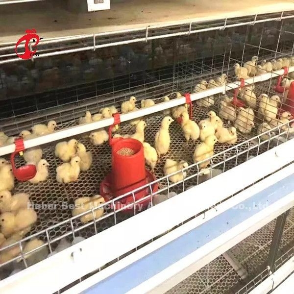 96 Birds A Type 1-12 Weeks Chick Brooder Cage ในฟาร์มไก่ Doris