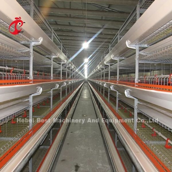 A/H ประเภท Pullet ไก่กรง ลูกไก่กรงกรง Mia
