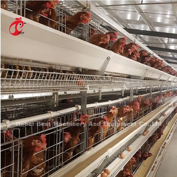 ระบบกรงแบตเตอรี่ไก่สัตว์ปีกอัตโนมัติ 100 ตัว H ประเภท Adela ชุบสังกะสีร้อน