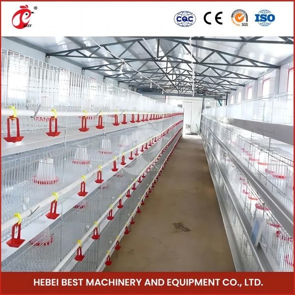 Hot Galvanized Automatic Pullet Baby Chick Brooder Cage 192 Birds ความยาว 1.2m Mia