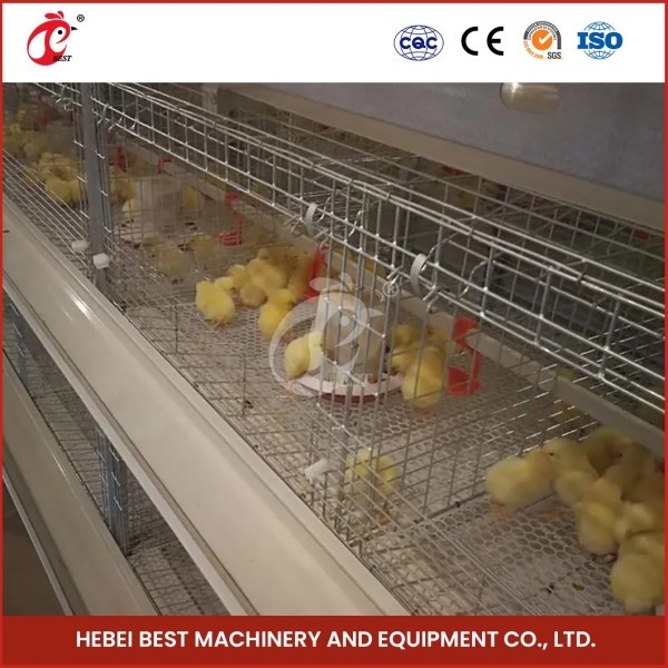 Q235 อุปกรณ์การเลี้ยงสัตว์ปีกเหล็กชนิด H กรงฟักไข่อัตโนมัติ Mia