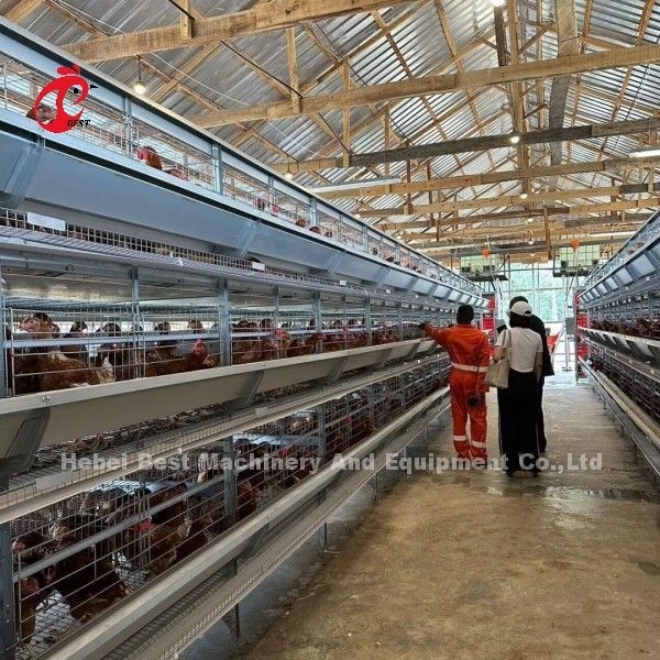 เต็มอัตโนมัติ H ประเภทไก่ไก่กรงสําหรับ 500 ถึง 50000 ไก่ฟาร์มในแอฟริกา Doris