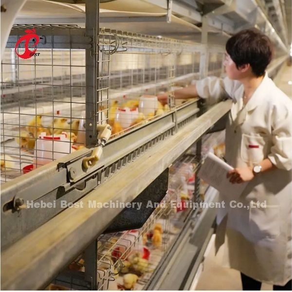ประเภทราคาถูก เคล็ดพันธุ์หมึกหมึก กล่องไก่ฟาร์มไก่ กรงหมึก สําหรับขาย Adela